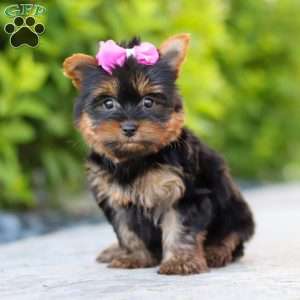 Lola, Yorkie Puppy